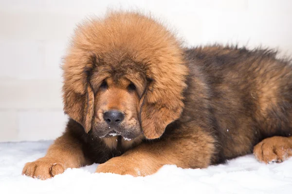 Pequeno guarda de segurança - cachorro vermelho de mastim tibetano — Fotografia de Stock