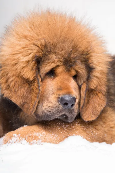 Tibet mastiff, küçük güvenlik görevlisi - kırmızı köpek yavrusu — Stok fotoğraf