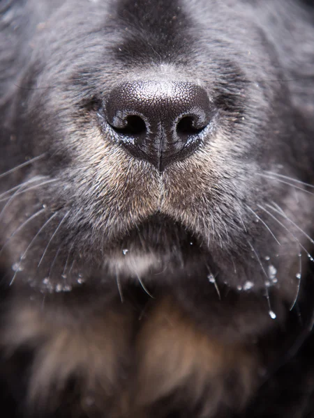 Cute nose of black labrador retriever dog — Stock Photo, Image