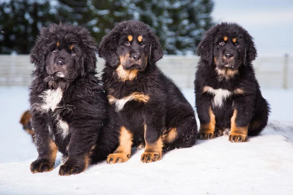 Três cachorros pretos de mastim tibetano — Fotografia de Stock