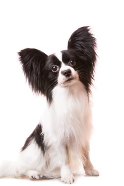izole beyaz üzerinde oturan güzel papillon köpek