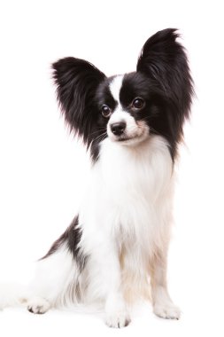 izole beyaz üzerinde oturan güzel papillon köpek