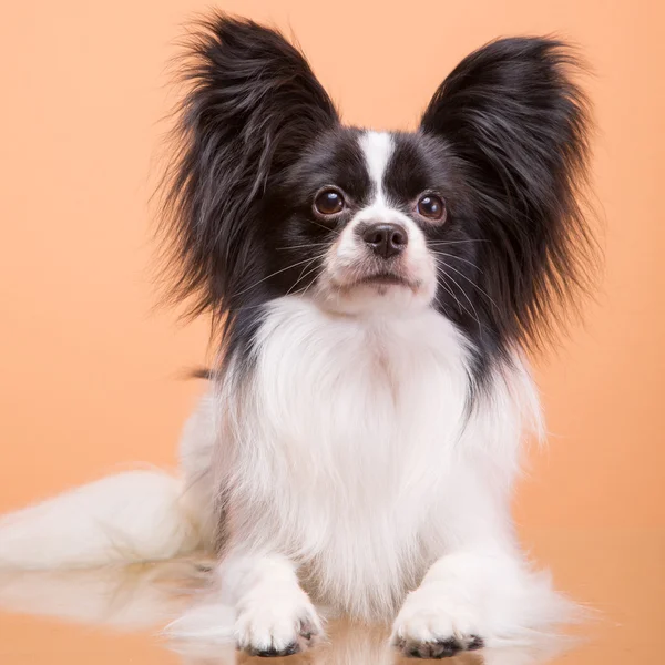 Pembe bir arka plan üzerinde oturan güzel papillon köpek — Stok fotoğraf