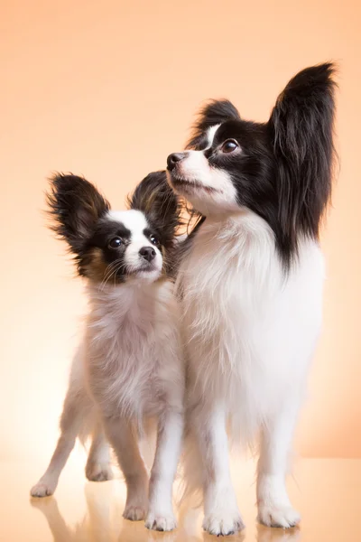 Dva papillon dogs na růžovém pozadí — Stock fotografie