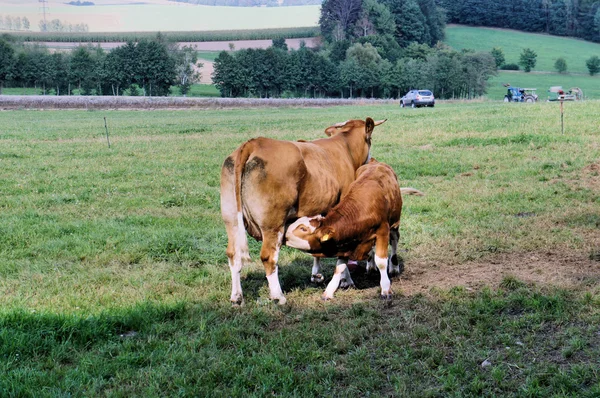 Una vaca con su pequeño ternero — Foto de Stock