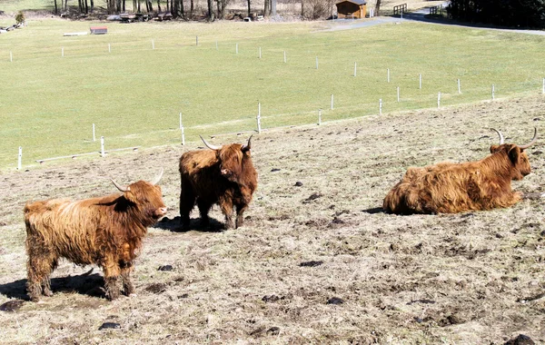 Schottische Hochlandrinder auf einer Weide — Stockfoto