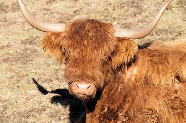 Head of a Scottish Highland — Stock Photo, Image