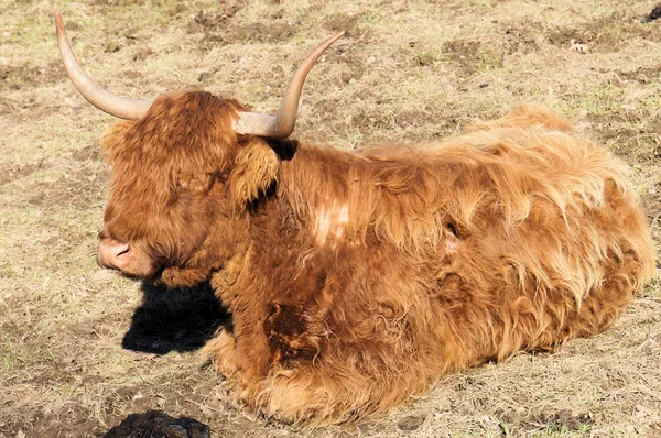 Skotský highland — Stock fotografie