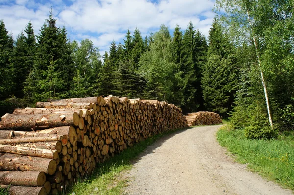 Ormancılık erzgebirge içinde