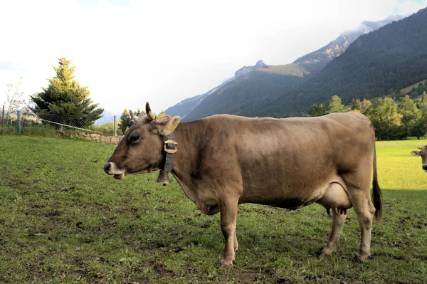 Bavarian cow — Stock Photo, Image