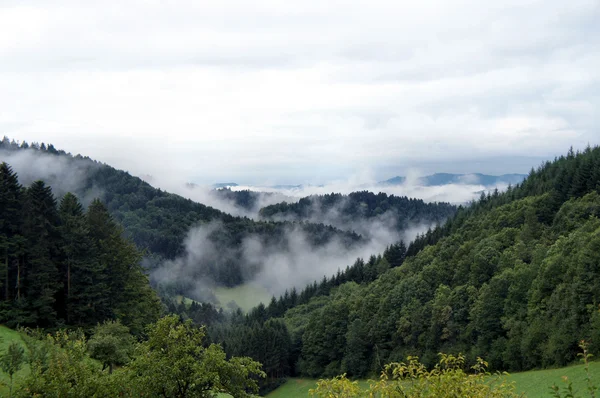 Kara Orman sabah sis