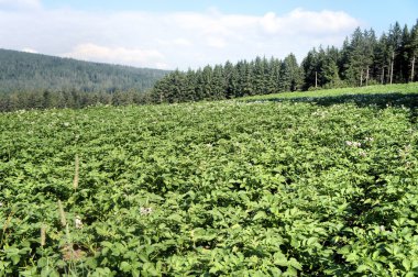 Bir patates alanı