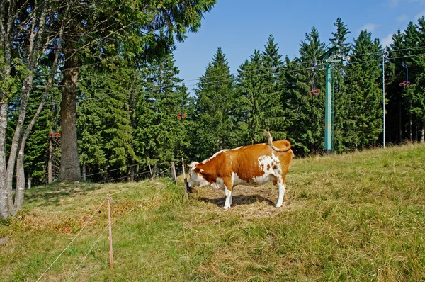 Een koe bruin-wit — Stockfoto