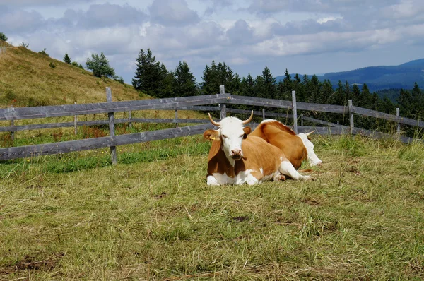 Cows in the Black Forest — Stock Photo, Image