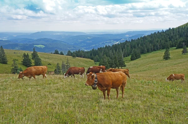 Stádo krav v černém lese Stock Fotografie