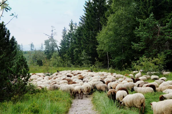 Pecora attraversare un sentiero escursionistico — Foto Stock