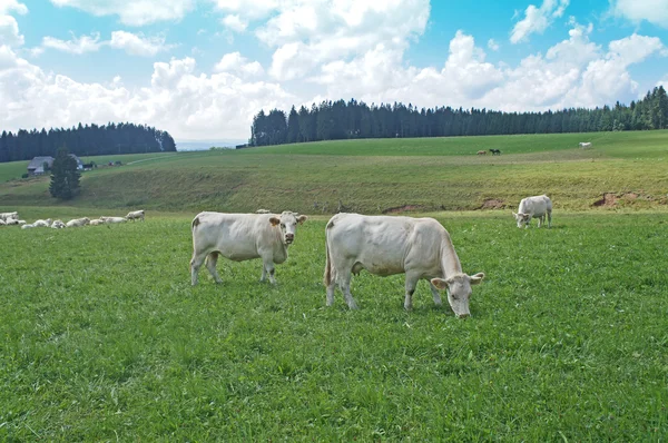 Witte koeien — Stockfoto