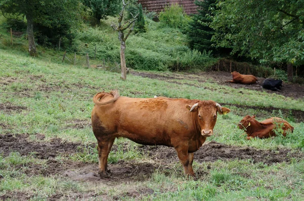 Kühe auf einer Weide — Stockfoto