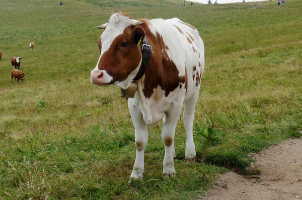 A cow with a bell — Stock Photo, Image