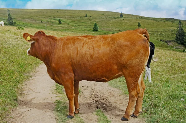 Una vaca marrón — Foto de Stock