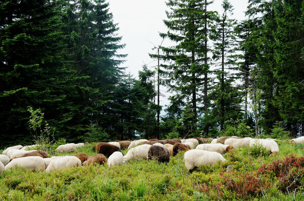 Sheep in search of food