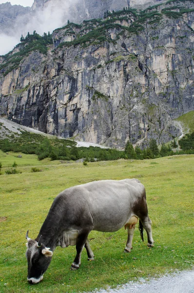 Weidende Kuh — Stockfoto