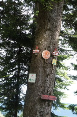 bir ağaca Hiking işaretleri