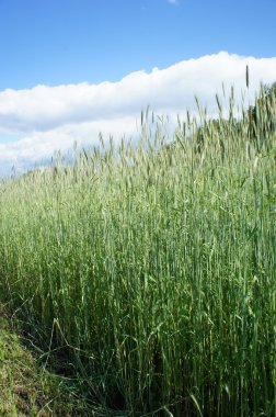 Bir alanın kenarında