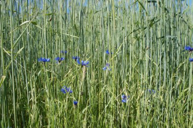 Peygamber bir alanın kenarında