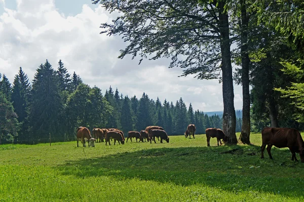 Una manada de vacas marrones — Foto de Stock