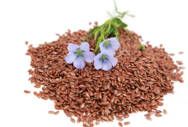 Linum usitatissimum - ortak keten