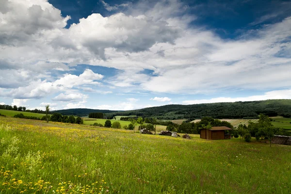 V létě kvetoucí louky — Stock fotografie