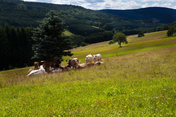 Коровы в горах — стоковое фото