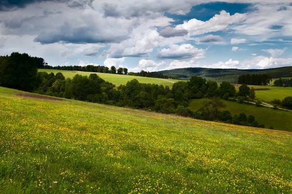 Prati fioriti estivi in montagna — Foto Stock