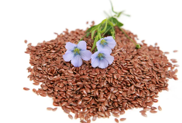 Linum usitatissimum - lino común — Foto de Stock