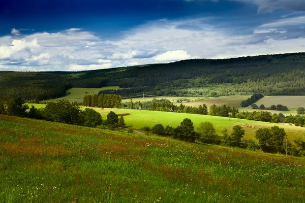 Summer marshes — Stock Photo, Image