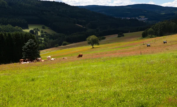 Barevné kvetoucí louky — Stock fotografie