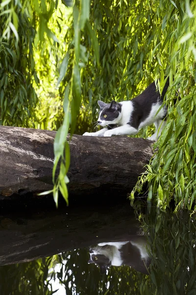 Gatto domestico su legno in lago — Foto Stock