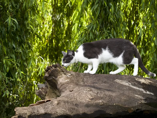 Aranyos macska kint a parkban — Stock Fotó