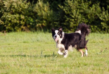 açık havada köpek