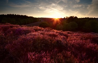 Günbatımı ile çiçeklenme heather - calluna vul kaplı çayırlar üzerinde