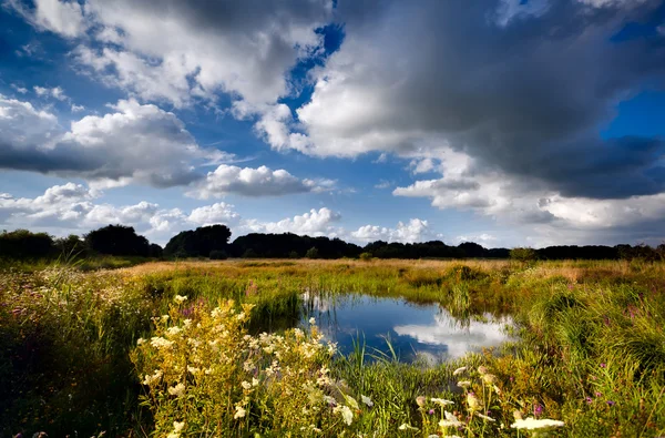 Summer pasture with wild pond — Stock Photo, Image