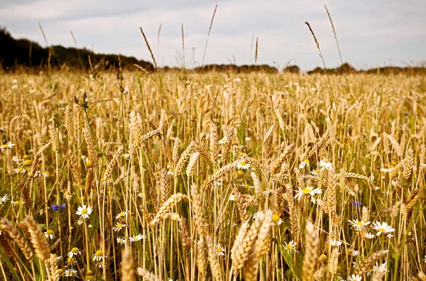Wheat and wildflowers on field — Stock Photo, Image