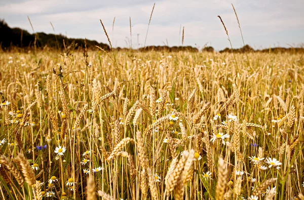 Tarwe en wilde bloemen op veld — Stockfoto