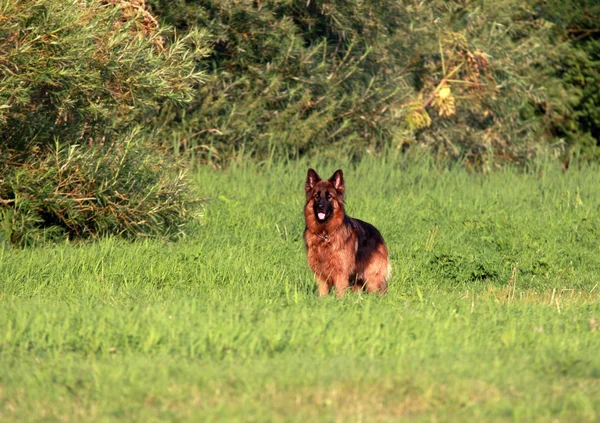 Cão pastor — Fotografia de Stock