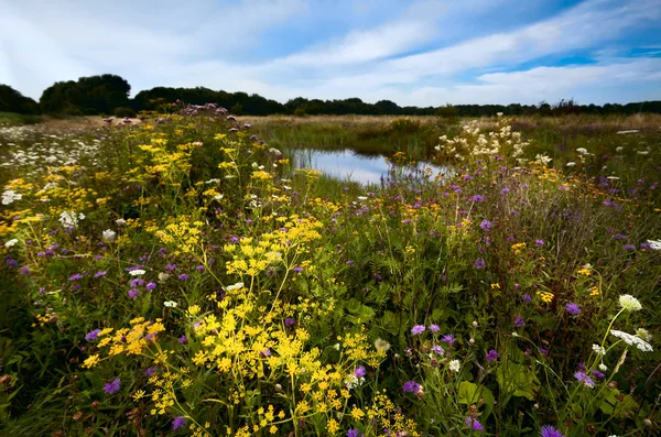 Bloeiende weide en kleine wild vijver — Stockfoto