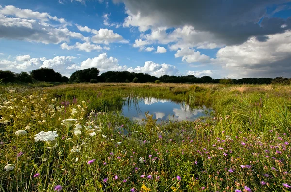 Sommerweide mit Teich — Stockfoto