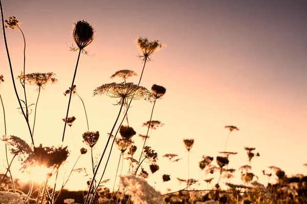 A naplemente vadvirágok — Stock Fotó