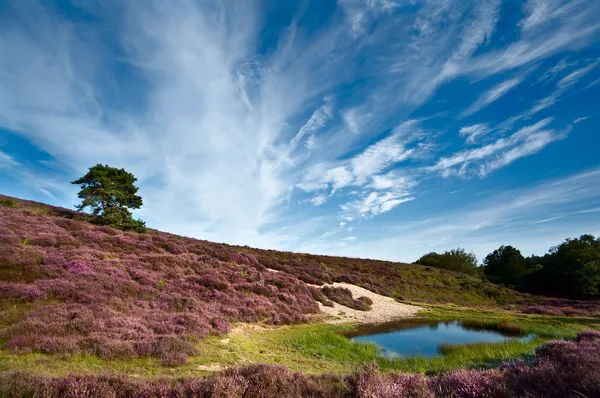 Duinen en weiden met bloeiende calluna vulgaris — Stockfoto