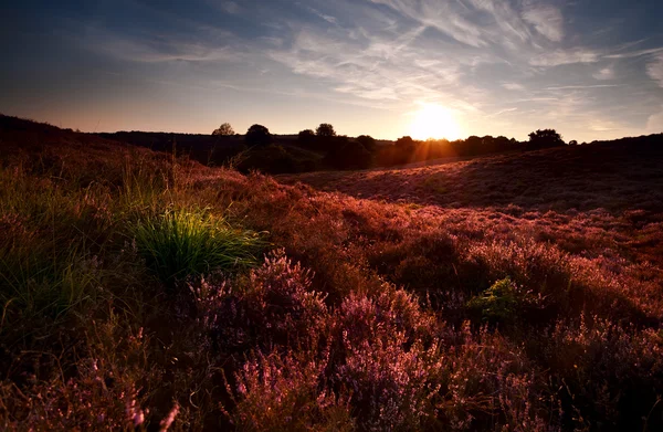 Zonsondergang op pnik bloeiende weiden met calluna vulgaris — Stockfoto